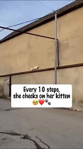 1.4M views · 46K reactions | Just mom's think...殺 #catlover #cats #kitty #CatsOfFacebook #CatLoversClub #CatsOfTheWorld #WhiskerWednesday #MeowMonday . . . #catphotographer #mycat #cats #cutecat #kucing #pet #kitty #cat #catlover #cats #kitty #CatLoversClub #CatsOfFacebook #CatsOfTheWorld #WhiskerWednesday #MeowMonday | Kitten Planet | Facebook