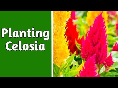 How to plant celosia| planting celosia in pot| Garden Ideas