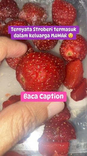 114K views · 1.1K reactions | Stroberi memiliki nama ilmiah Fragaria × ananassa. Fragaria merupakan genus dari tanaman stroberi yang termasuk anggota keluarga Rosaceae (mawar). Dilansir Britannica, genus Fragaria mencakup lebih dari 20 spesies tanaman berbunga dalam keluarga mawar (Rosaceae) yang menghasilkan buah yang dapat dimakan. #Tahukahkamu #faktaunik #stroberi #mawar #reelsviral #trending | Darra Merkelbach | Facebook