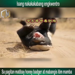 Isang nakakakabang engkwentro sa pagitan matibay honey badger at mabangis itim mamba #fblifestyle #fbreview | GigaBeast
