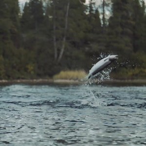 45K views · 1.5K reactions | Pursue your passion. #looptackle | Loop Tackle | Facebook