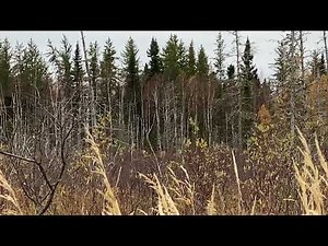 Moose Hunting Northern Ontario.