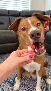 22K views · 360 reactions | Candy Cane dog treat recipe! ❤️懶 Lifeway Kefir #dogs #dogmom #dogfood #rawfeddog #dog #lifewaypartner #dogtreats #kibble #reels | Kayla Kowalski Nutrition | Facebook