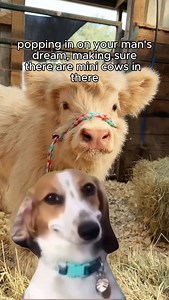 7K views · 3.2K reactions | Just checking 藍  Milk & Honey Ranch | Burton, TX #MiniCow #MiniHighlandCow #MilkAndHoneyRanch #CozyUp #NatureRetreat #CozyUp #AdventureAwaits #AirbnbHost #TravelGoals #UnplugAndUnwind #DogFriendly #ActivitiesForChildren #CowCuddles #NatureLovers #FamilyFun #UniqueExperiences | Milk & Honey Ranch | Facebook