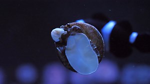 This Trochus Snail was hard at work cleaning the glass of its aquarium this morning! What kinds of snails do you have in your fish tank? 🐌 | Fluval