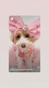 Cowboy Magic on Reels