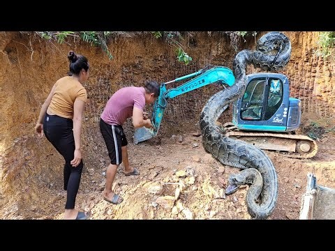 Horrified, the giant python crawls onto the excavator of the driver and the girl.