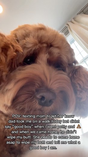 107K views · 5.2K reactions | No one takes care of me like mama梁 Paws up if your mama does all your dirty biz . . . . #mamasboy #ilovemymom #dogmomlife #momsarethebest #dogmoments #dogmomsclub #ilovemydoodle #needy #spoileddog #doggosbeingdoggos #pottytraining #teddybeardog #sillydog #reelsoftheday #reelitfeel #dogreels #reeltoreel #trendingaudio #reelit #reelslovers #reellife #cutedogvideos #cockapoodaily #9gagcute | Indy the Cockapoo | Facebook