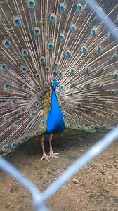 Waiting for a peacock attack. #peacock #bluepeacock #bird #birdlover #mostanimalpict #animalfilm #documentary #reels | Progo Farm