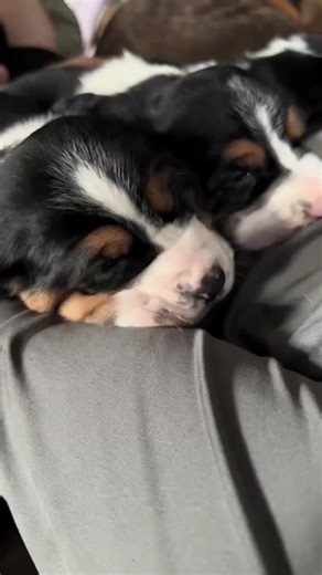 Tell us how you feel lil guy! His howl is so precious. 4 week old. #bassethoundcommunity #dog #bassethoundlife #bassethound #bassethoundlove #bassethoundmoments #virals #bassethoundpuppy #bassethounds #bassethoundsofinstagram | Basset Hound Lover