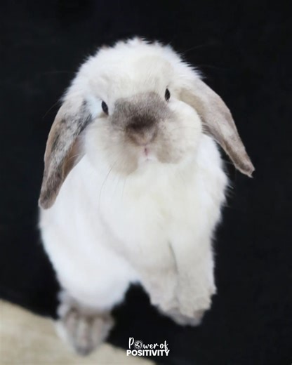 12K views · 412 reactions | They are so fluffy!  | Power of Positivity | Facebook