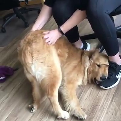 'I think I broke my dog with back scratches' 😂🐶 | LADbible