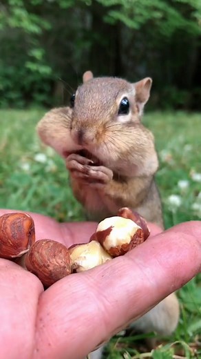 Say Hi to another one of my chipmunks Betty, such a good girl, Fill The Cheeks Please #fyp #animal #nature #wholesome #betty #chipmunk | Chipmunks of Tiktok