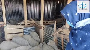 Bandipora women adopting sheep rearing as source of income, livelihood Dipr-jk Owais Ahmed | Information & PR, Bandipora