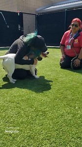 Happy Update : Elfy was rescued 4/24/23 with a combined effort by Outreach Pawsabilities Inc.❤️💓🐕🐾🐾 🆘️🆘️ ELFY NEEDS RESCUE COMMITMENT NOW. EXIT DATE 4/18 OR WILL FACE EUTHANASIA 🆘️🆘️ Any rescues interested in saving a great dog? Elfy came to the shelter as a puppy with no leash training or basic doggie skills. Timid, a little scared, didn't appear to have had much human interaction in his short life. Elfy has blossomed at the shelter and loves the volunteers and staff that he knows and t