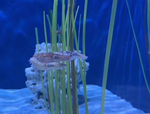 Meet the small-but-mighty dwarf cuttlefish! These petite cousins to the octopus are masters of camouflage and can change their coloration and texture when necessary. A male dwarf cuttlefish will try to both impress females and guard its territory by displaying a "starry night" coloration – turning itself black like the night sky with white spots – all while stretching itself out to look bigger and more intimidating. Both sexes can mimic one another, and females have been known to pretend to be m