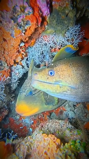 Moray eel said: Just take a snap I will guard you with this human keep captured us. 🤣 | Spearfishing Unofficial #reelsviralシ #fyp #viral | Spearfishing Unofficial