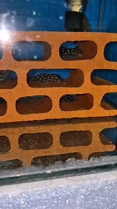 L201 Pleco (Hypancistrus Inspector) | Hobihanem