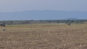 11 reactions | Ethio Sugar ኢትዮ ስኳር on Reels | Facebook