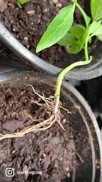 Planting Tomatoes Deep / Root Primordia / Plant Hairs Are Not Roots #shorts