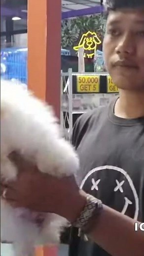 Jual Anak Anjing Pomeranian