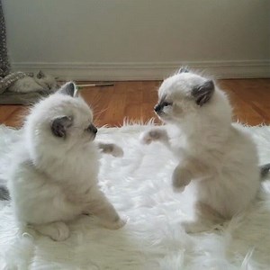 Veckans gulligaste 😻 | Roliga katter