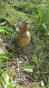 99K views · 6.3K reactions | calls of female Chinese Bamboo Partridge (灰胸竹鸡,Bambusicola thoracicus), in Zhejiang province. This loud and colorful partridge can be found in a range of bamboo, shrubby and semiopen habitats in southern #China. ❤❤❤ #Wildlife #birds #travel #Nature #Peace #Chinese #beauty #beautiful #love | Lin hillside | Facebook