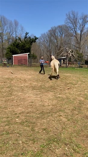 Searching for a riding partner that exceeds your expectations? The HOH Challenge horses are meticulously trained and exceptionally skilled. You can meet several of these remarkable horses today and tomorrow at the Kirk Fordice Center, where they will participate in a clinic with acclaimed liberty and posture trainer, Mirka crew. ☺️ #horserescue #foryourpage #foryouシ #adoptarescue @topfans Mirka Crew - Posture Focused Training | Mississippi Horses