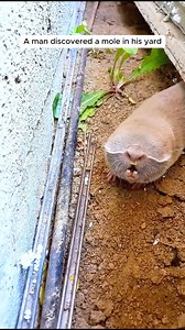 A man found a mole in his yard and then... #mole #animals #animalovers #animalworld #rescueanimals #animallife #animalsofinstagram #animalplanet #loveanimals | AnimalLove Stories