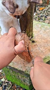 398K views · 15K reactions | Membuat Pot Untuk Menanam Anggrek , happy gardening朗 #fblifestyle #Menanamanggrek #DIYpotanggrek #potsabutkelapa | Senja Orchid | Facebook