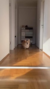 Jump baby ✅🐶♥️. #corgi #corgis #dog #dogs #dogslife #doglove #doglover #corgifeed #corgilover #corgi #corgiplanet #corgisrule #corgipup #corgicommunity #puppylife #corgipuppy #corginat | We Love Corgi