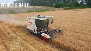 18 reactions | Wheat harvest in full swing! China has completed over 30% of winter wheat harvest as of Saturday, covering 102.38 million mu(1 mu = 0.067 ha). | VideoChina | Facebook