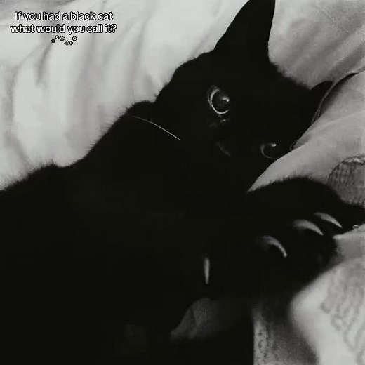 Black Cat Name Ideas: Cute & Creative Options