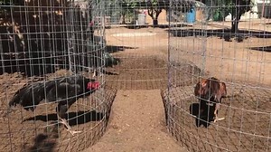 2.1K views · 95 reactions | NFS show only | Bird show Tsib Tsib cuaj | Facebook