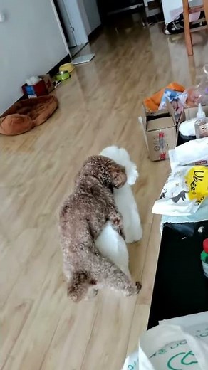 cute dog sex mating with realistic sex toys for dogs.|REALISTIC Look && SOUND |stop dog hump #shorts