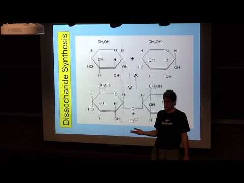 Disaccharide Synthesis