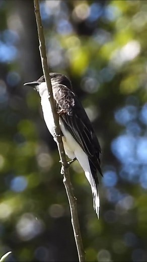 Eastern Kingbird - filmed Sunday 2 July 2023 #easternkingbird #kingbird | Pacificnorthwestkate