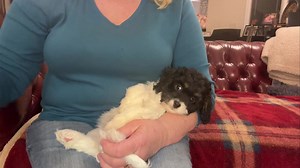Bailey ♥️ Reserved | Puppy Perfectionist