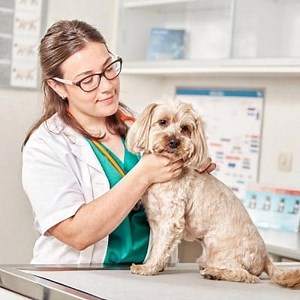 What is the Dosage of Metronidazole for Dogs? ▷➡️ Postposm