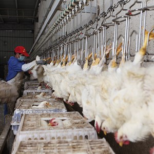 [Hot Item] 800bph Line of Chicken Butcher Equipment Slaughtering