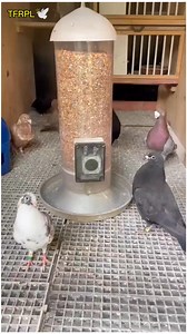 Smart Automatic Feeder | Stress-Free Pigeon Feeding #AutomaticFeeding #PigeonFanciers #RacingPigeonLoft #ModernFarming #BirdLovers #FeedingSystem #LoftManagement | Topflight Racing Pigeon Loft