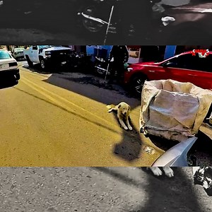 Un perrito con cejas 🐶#charlasmoterasmx #parati #Viral #destacar #observacionesdiarias #seguidores #motovlog | Charlas Moteras MX