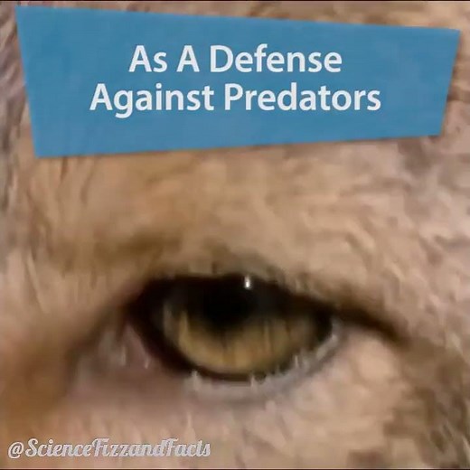 Nature's Horror Show: Lizard Shoots Blood from Its Eyes! 🩸👀