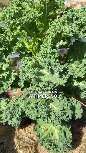 How to Transplant Mature Plants with Kelp Fertilizer
