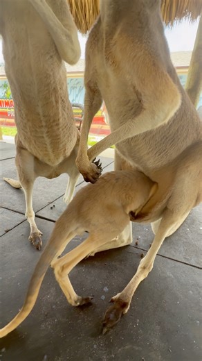 WOW! Not a lot of room left in Mums Pouch.. She will start kicking her out VERY soon! Baby kangaroos have about 5-9 months in the pouch to fully development before they get kicked out | Animal EDventure Park & Safari