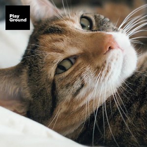 788K views · 635 reactions | Your obsession about cats goes way back. | PlayGround + | Facebook