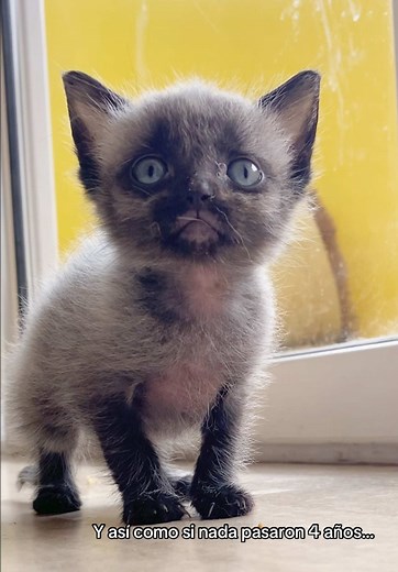 Gatos negros: transformación de gremlin a panterita en 4 años