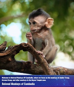 1.7K views · 107 reactions | Wow! Draya, the baby monkey, is extremely skilled at climbing trees; she learns quickly, and her nursing milk is adorable. 殺 #monkey #video #love #animals #photography #nature #fun #animal #monkeys #film #wildlife #naturephotography #belovedmonkeyofcambodia | Beloved Monkeys Of Cambodia | Facebook