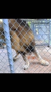 148K views · 228 reactions | Lion gets THANKSGIVING TURKEY!!! #hungry #lion #thanksgiving | Harii Simone | Facebook