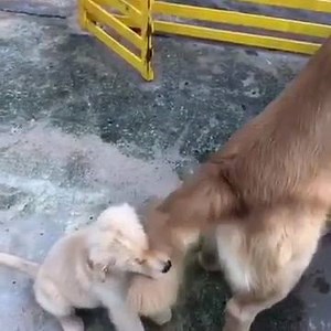71K views · 1.6K reactions | How dare this thing hit me! | Doggo | Facebook